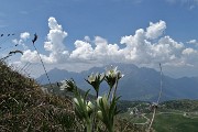 79 Anemone narcissino con vista in Grigne